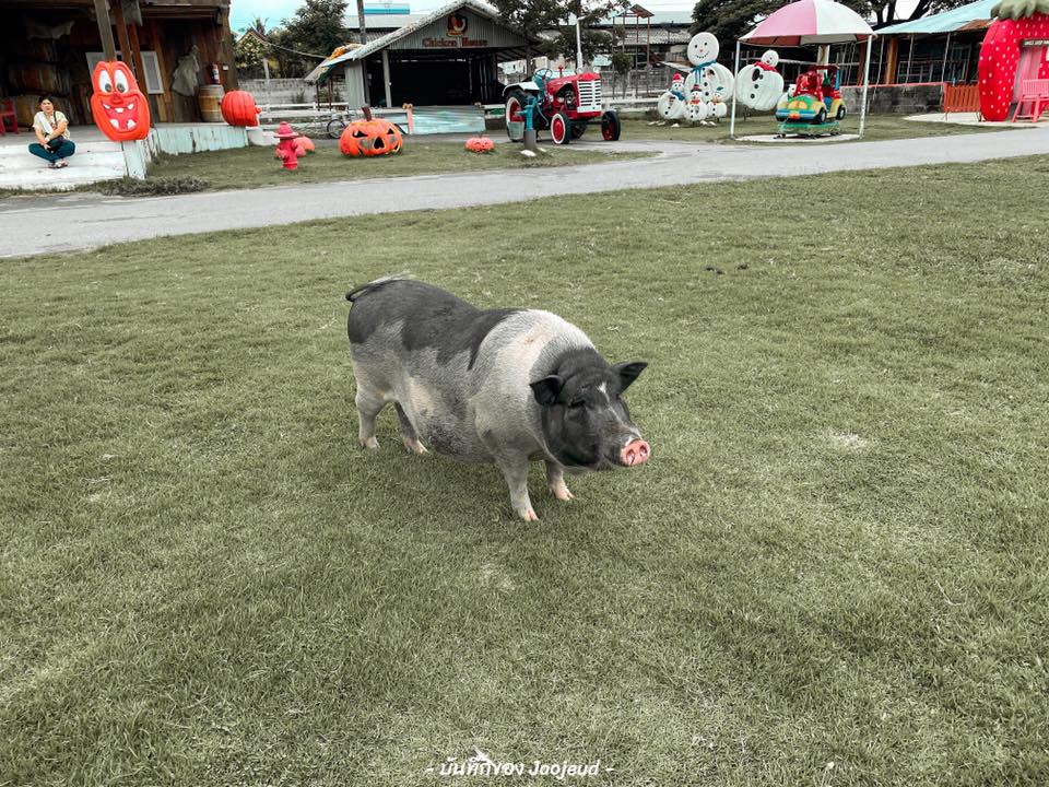 Swiss Sheep Farm