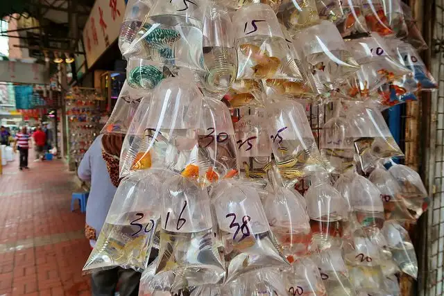 ตลาดปลาทอง (Goldfish Market)