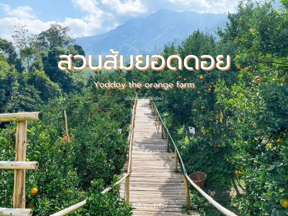 สวนส้มยอดดอย